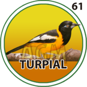 2025-10-16 11:30 61 Turpial