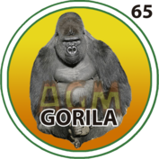 2025-10-16 09:30 65 Gorila