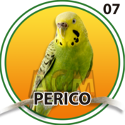 2025-10-16 12:30 7 Perico